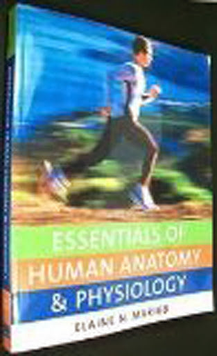 Essentials of Human Anatomy And Physiology by Elaine N Marieb
