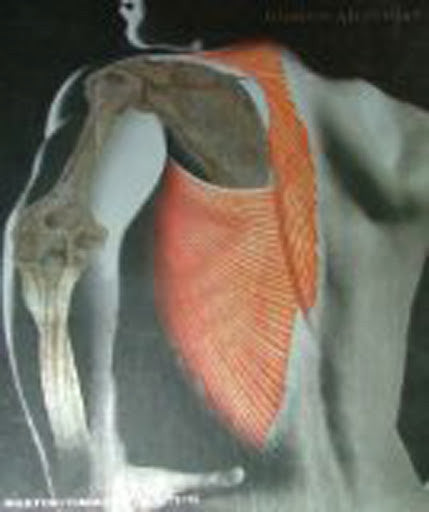 Human Anatomy by Frederic Martini