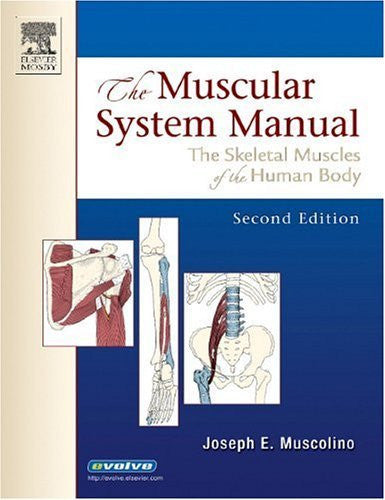 The Muscular System Manual by Joseph E Muscolino DC